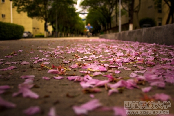 《花语》